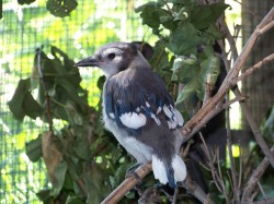 Fledgling Blue Jay - One of the birds that was kidnapped.