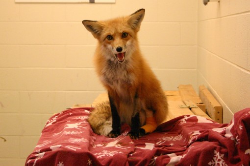 foxy1