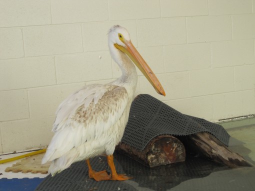 pumkin-pelican1
