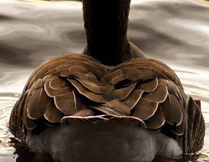 Goose feathers