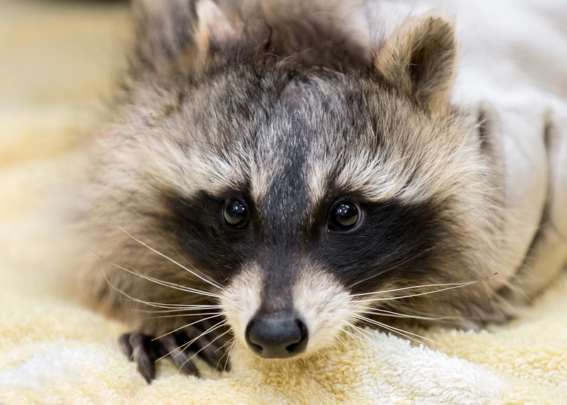 Wildlife Proofing – Prevent Future Wildlife Conflict | Greenwood Wildlife Rehabilitation Center Wildlife Proofing – Prevent Future Wildlife Conflict | Greenwood Wildlife Rehabilitation Center