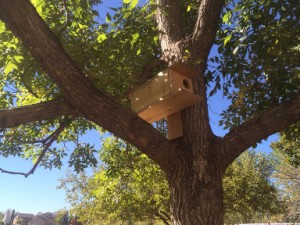 Squirrel nest box in tree-LOW
