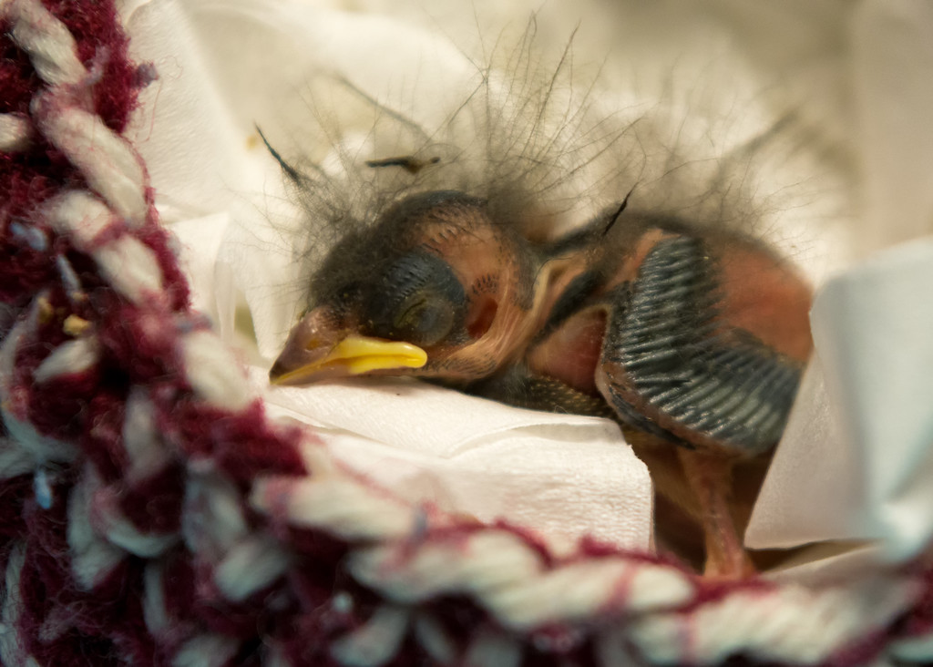 Building Temporary Nests for Misplaced Baby Birds | Greenwood Wildlife  Rehabilitation Center