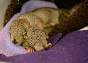 Baby squirrels snoozing with a buddy in a knit nest!