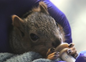 Baby squirrel eating