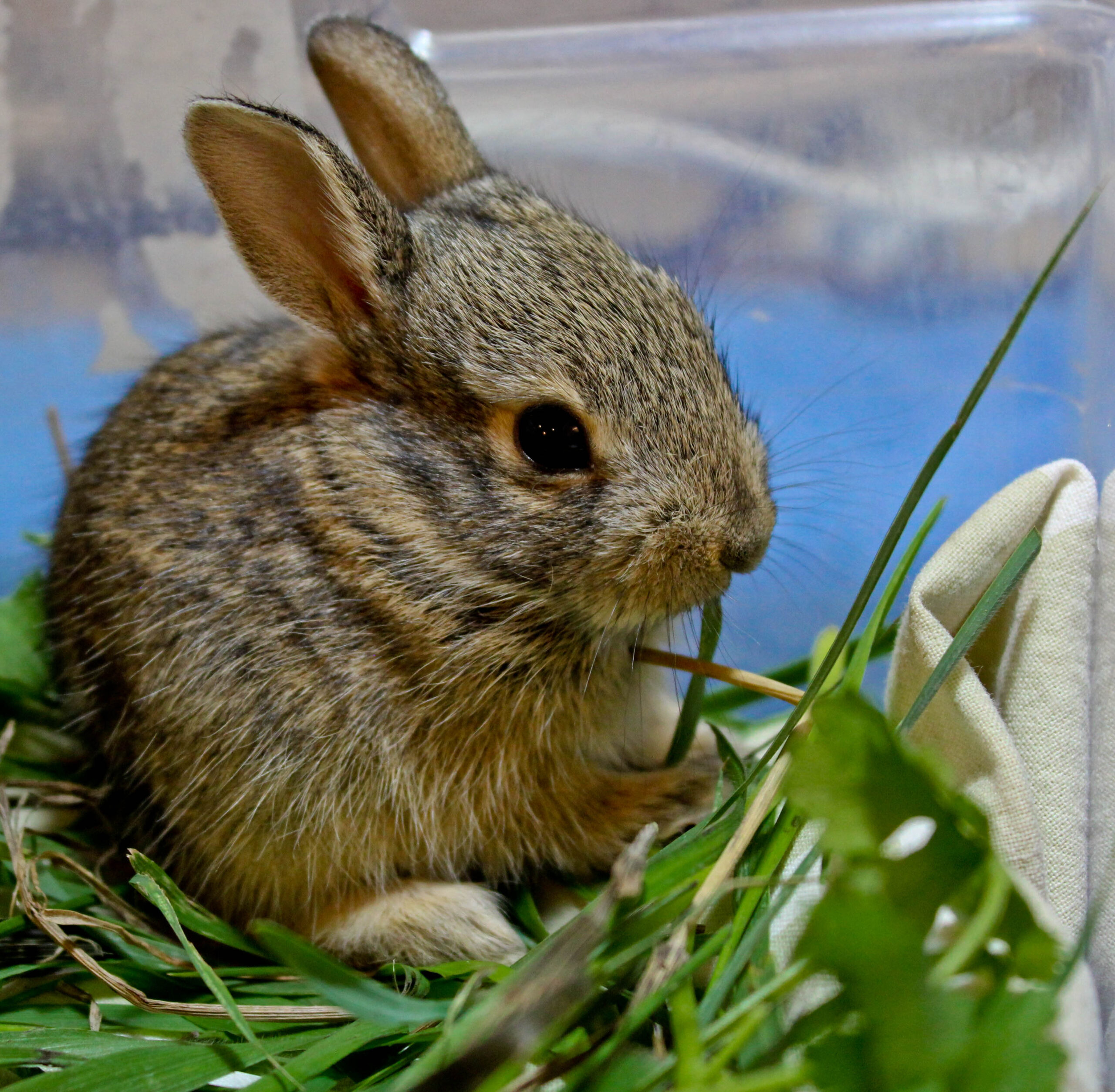 Found a Bunny | Greenwood Wildlife Rehabilitation Center