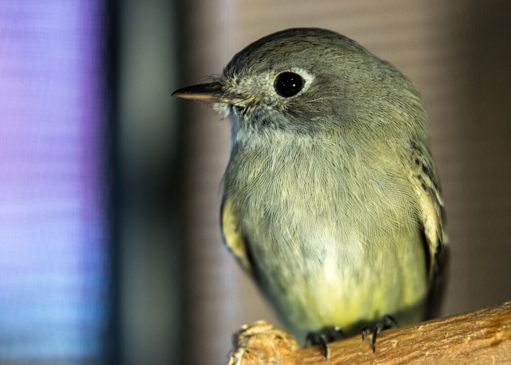An Olive-sided Flycatcher perches on a branch in an indoor enclosure at Greenwood. 