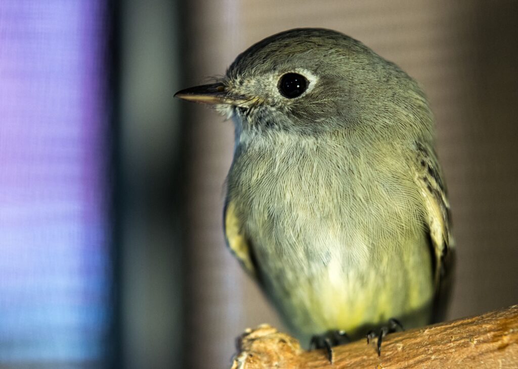 An Olive-sided Flycatcher perches on a branch in an indoor enclosure at Greenwood.