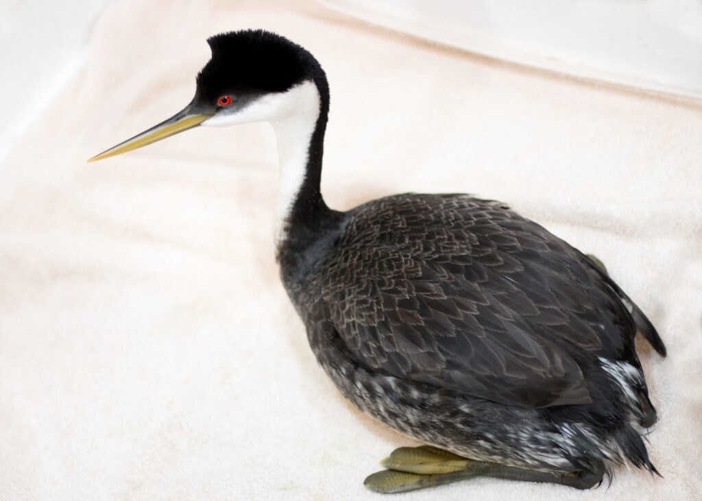 A red-eyed Western Grebe sits on a pink blanket during its exam at Greenwood. 