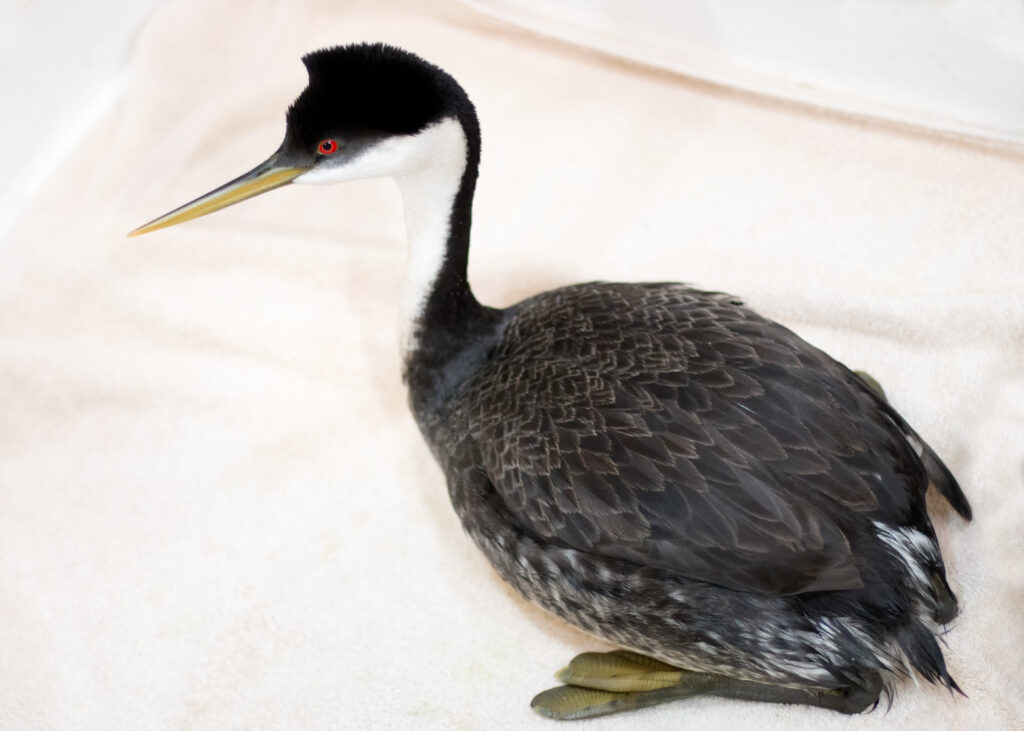 A red-eyed Western Grebe sits on a pink blanket during its exam at Greenwood.