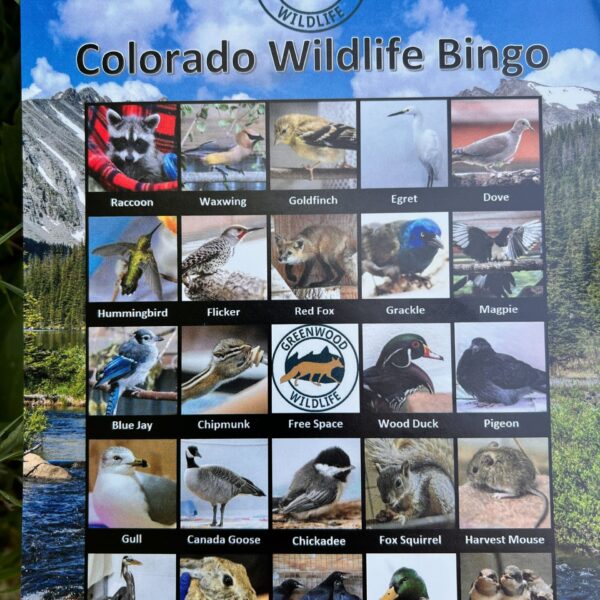 Colorado Wildlife Bingo