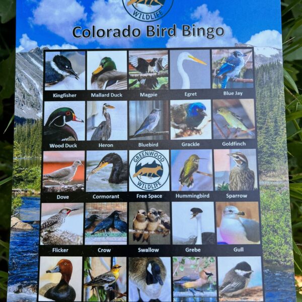 Colorado Bird Bingo
