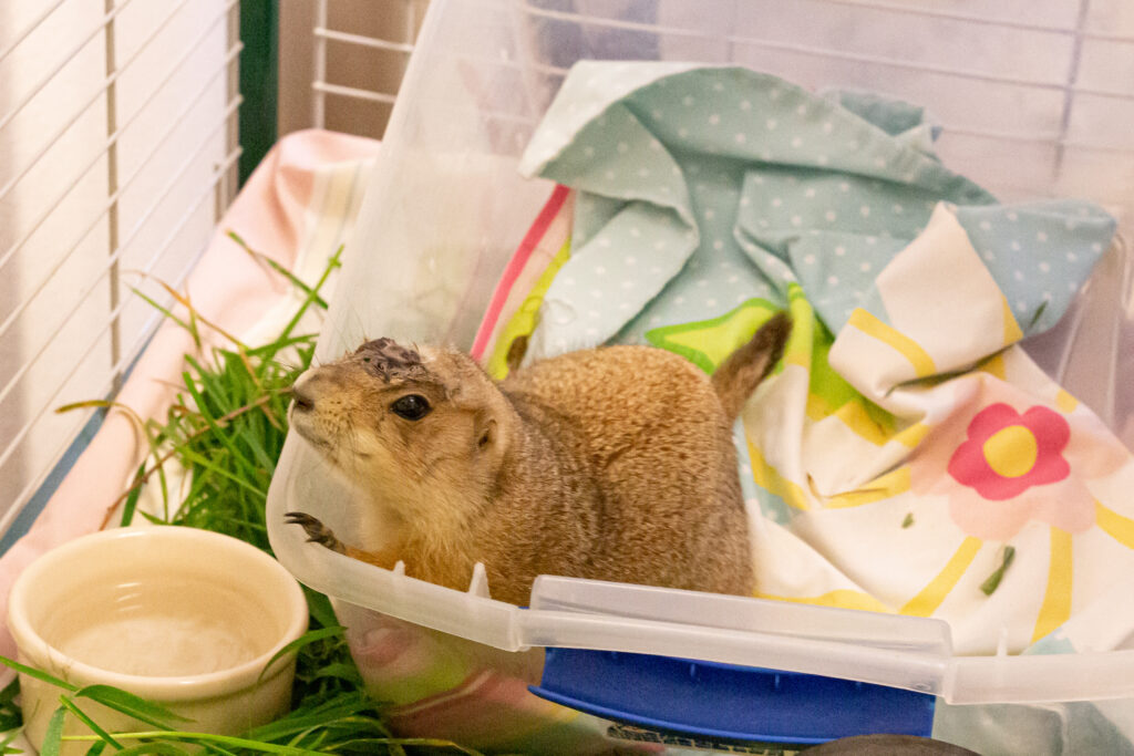 An injured Prairie Dog sits in its colorful makeshift nest at Greenwood, surrounded by natural elements, like grass and water. 