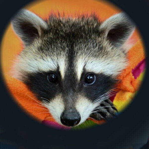 Sponsor a Raccoon