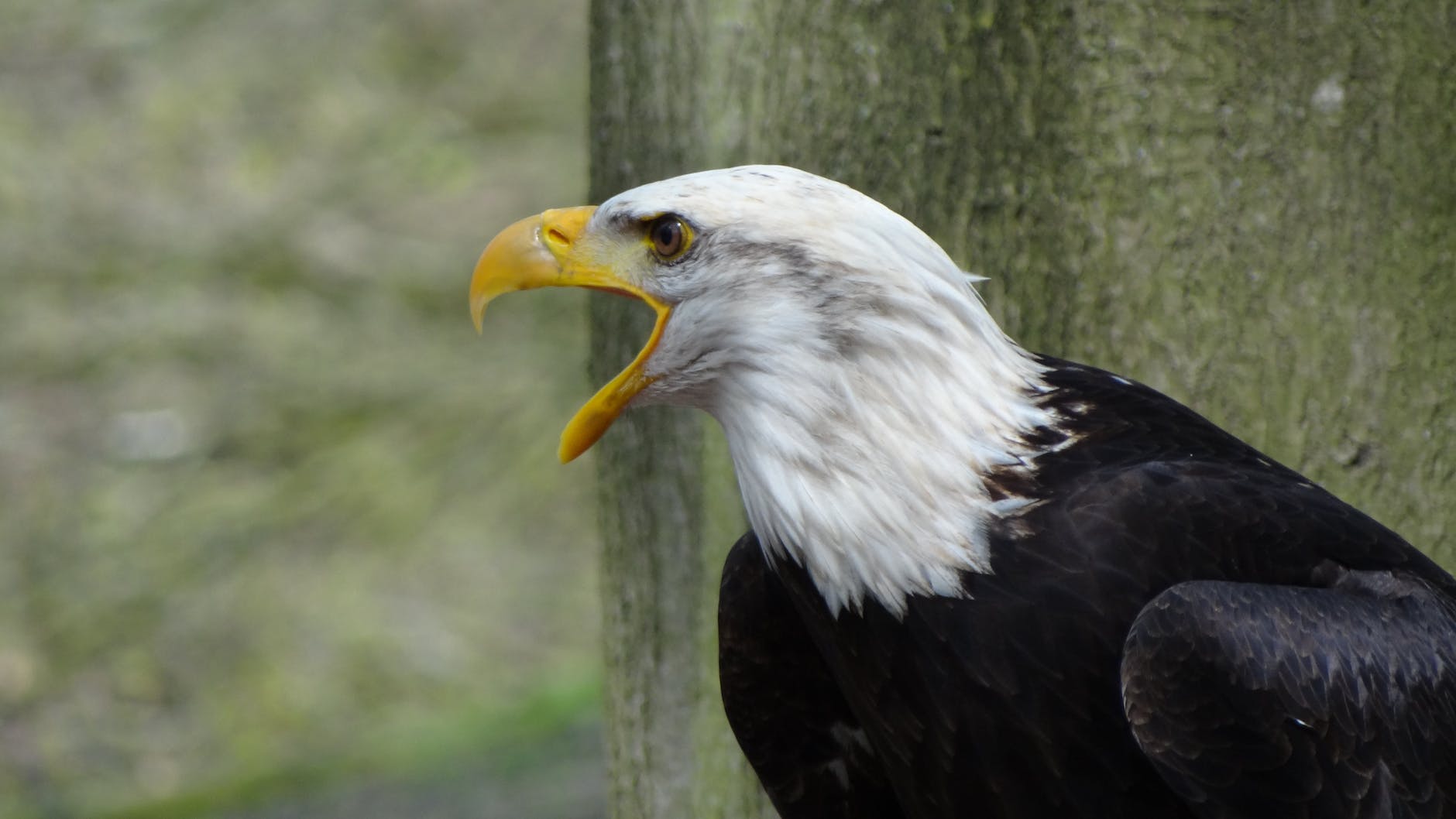 side view shot of black and white eagle