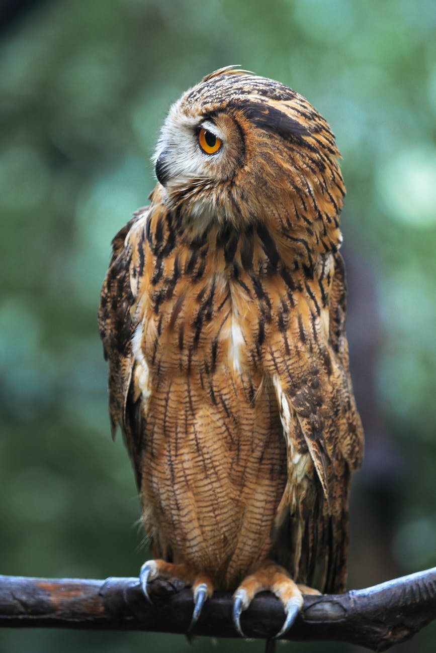 owl on a branch