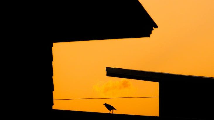 bird silhouette on roof at sunset