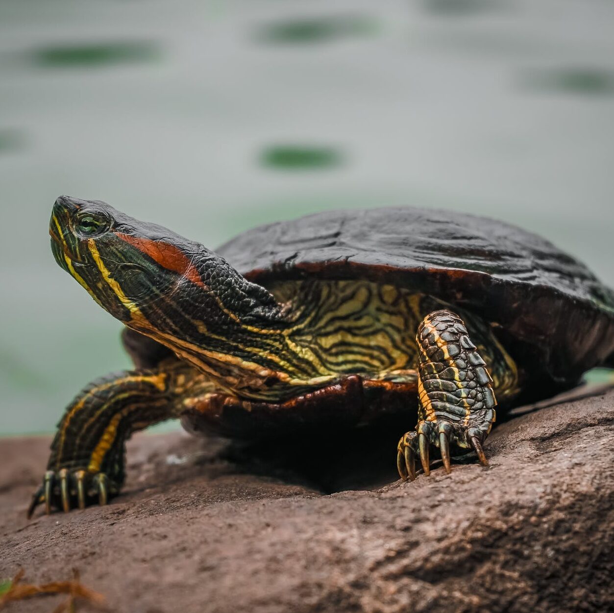 selective focus photography green and black turtle
