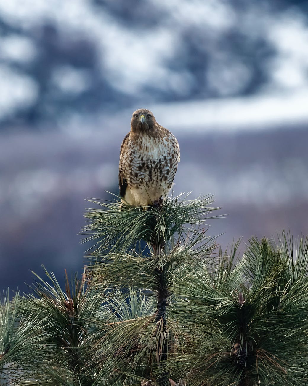 brown hawk on a tree